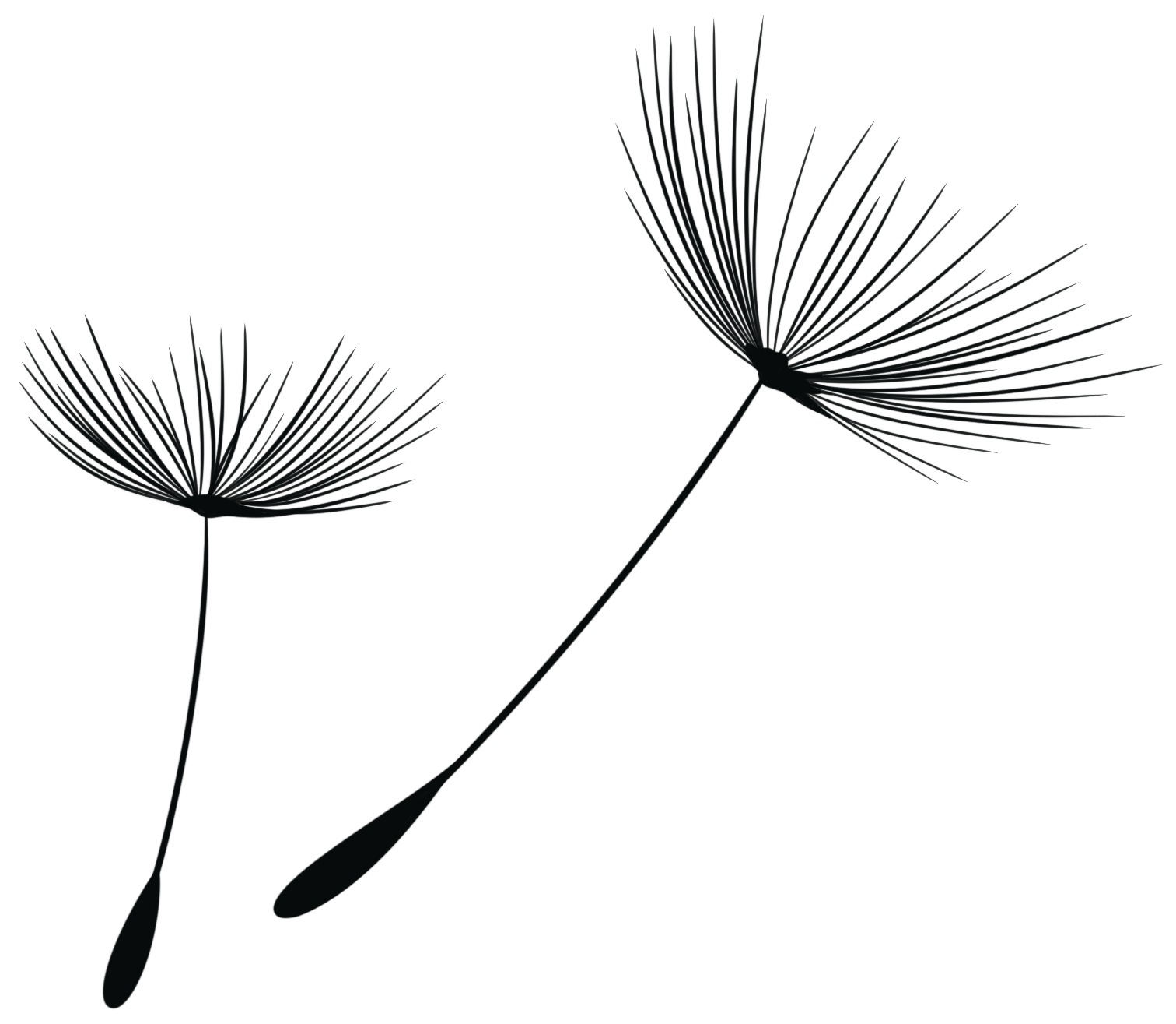 Zwei Pusteblumen